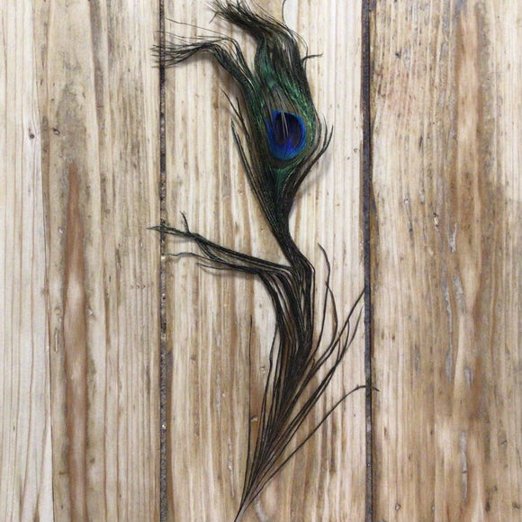 Feather - Peacock Feather